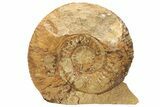 Jurassic Ammonite (Stephanoceras) Fossil - England #211758-2
